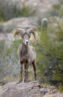Big Horn Sheep in Catalina Mts. - Tucson