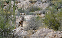 Big Horn Sheep in Catalina Mts. - Tucson