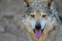 Mexican Grey Wolf at Desert Museum