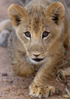 Lion Cub