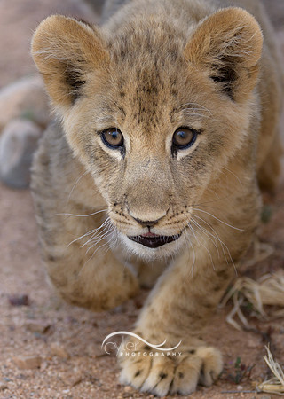 Lion Cub