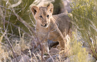 Lion Cub