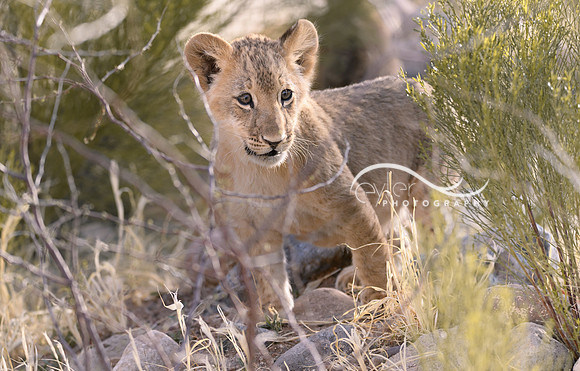 Lion Cub