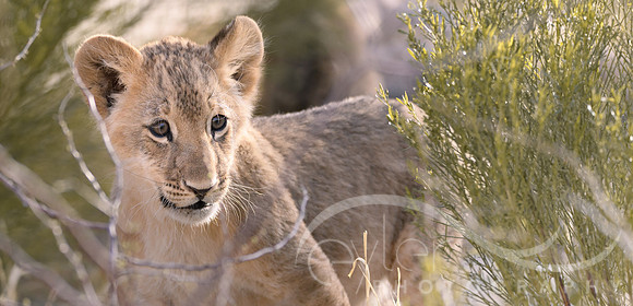 Lion Cub