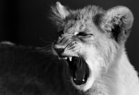 Lions