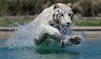 Tiger Splash (and friends) at Out of Africa, Camp Verde, AZ