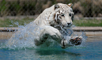 "Tiger Splash"