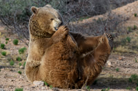 Yoga Bear