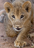 Lion Cub