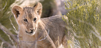Lion Cub