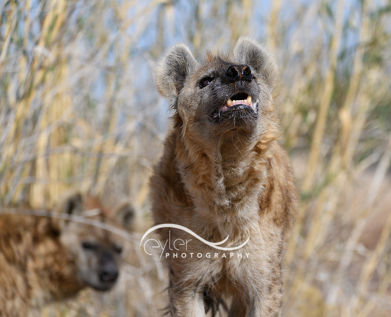 Hyena