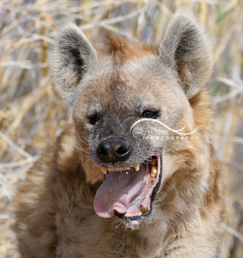 Hyena