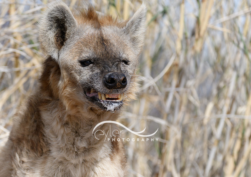 Hyena