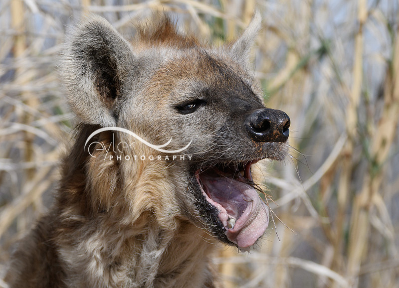 Hyena