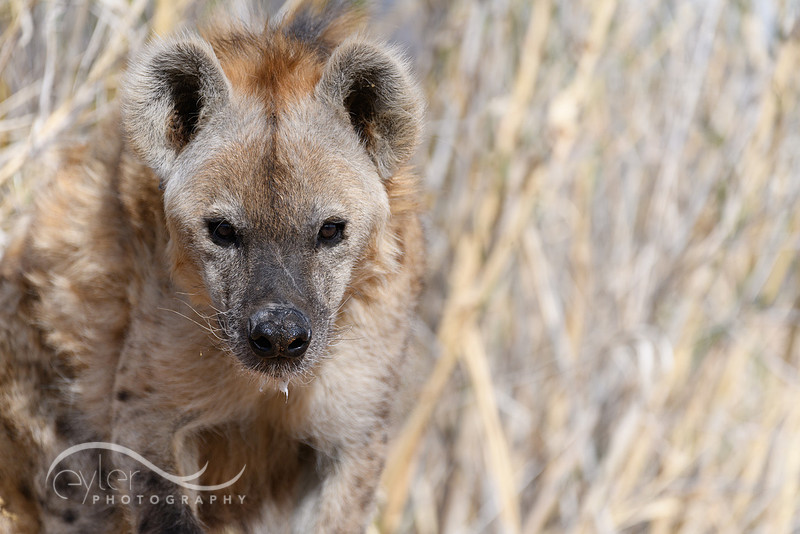 Hyena