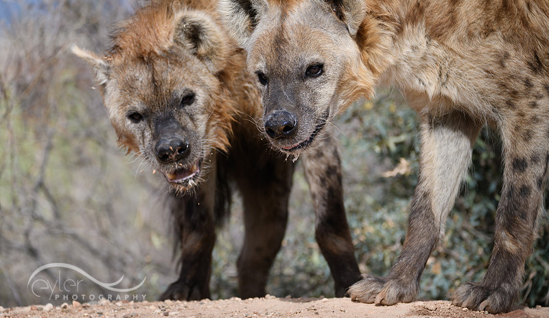 Hyena