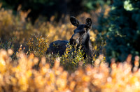 Moose