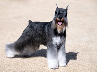 Dog Show Jan 24, 2025