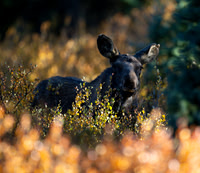 moose