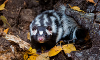 Skunks