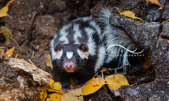 spotted skunk