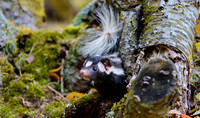 spotted skunk