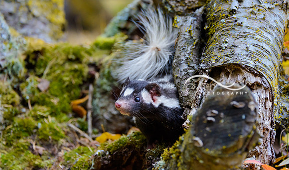 spotted skunk