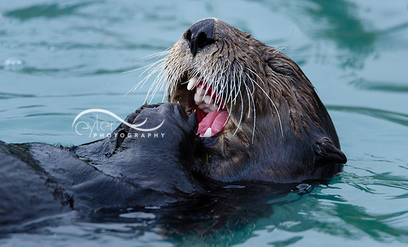 Sea Otter