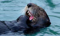 Sea Otter