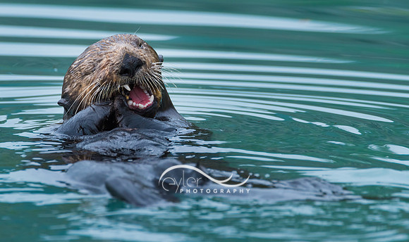 Sea Otter