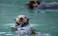 Sea Otter with Juvenile in Background
