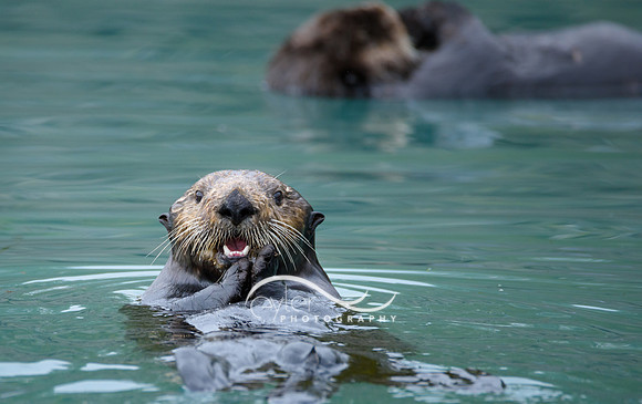 Sea Otter with Juvenile in Background