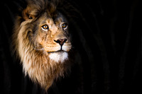 sights on zebra