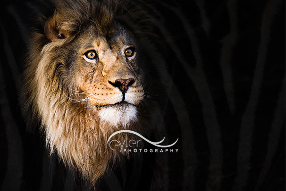 sights on zebra
