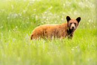 "cinnamon" Black Bear
