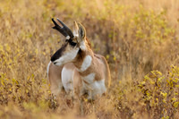 Prong Horn Antelope