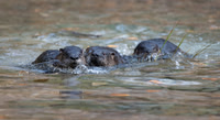 River Otters x 3