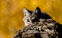 Bobcats