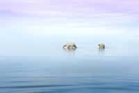 Polar Bears ready to Swim