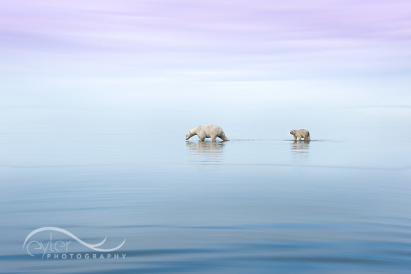 Polar Bears ready to Swim