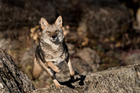 coyote