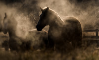 Steam off Horses
