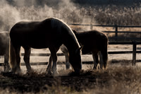 Steam off Horses