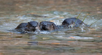 River Otters x 3