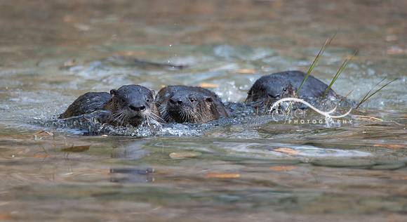 River Otters x 3