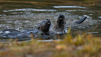 River Otters x 3