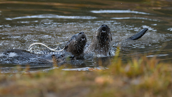 River Otters x 3