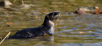 River Otter