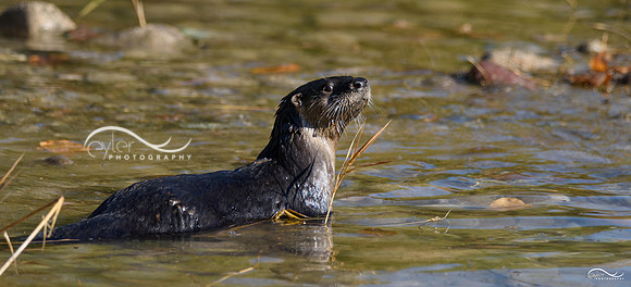 River Otter