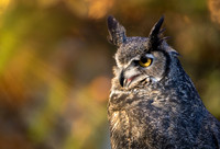 Owls